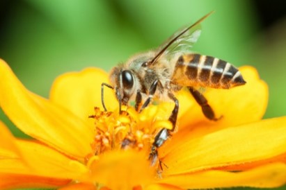 pollinisateurs-abeille